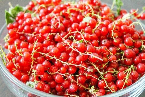 รวบรวมกิ่งไม้