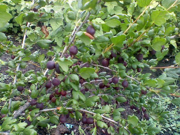 Bush với quả mọng