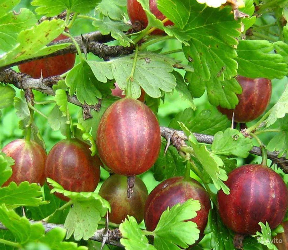 agrastas baltarusis