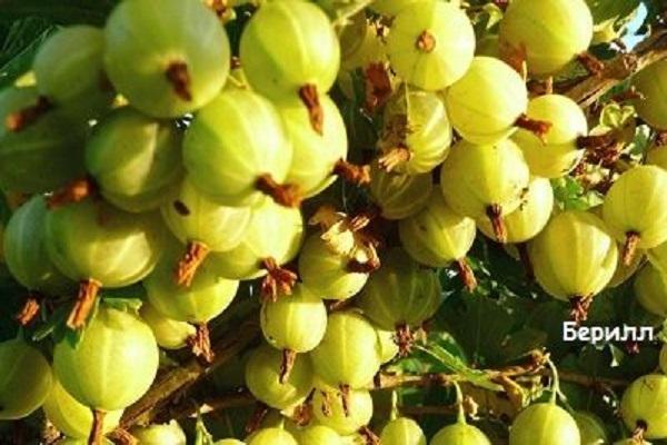 Fruchtbeeren