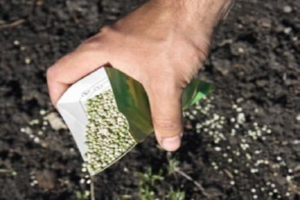 Top Dressing mit Drogen