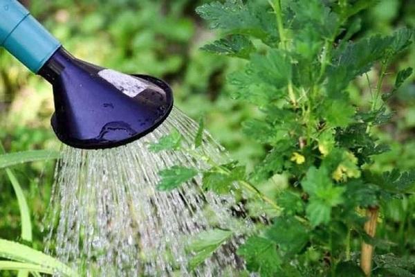 Wasserzugabe