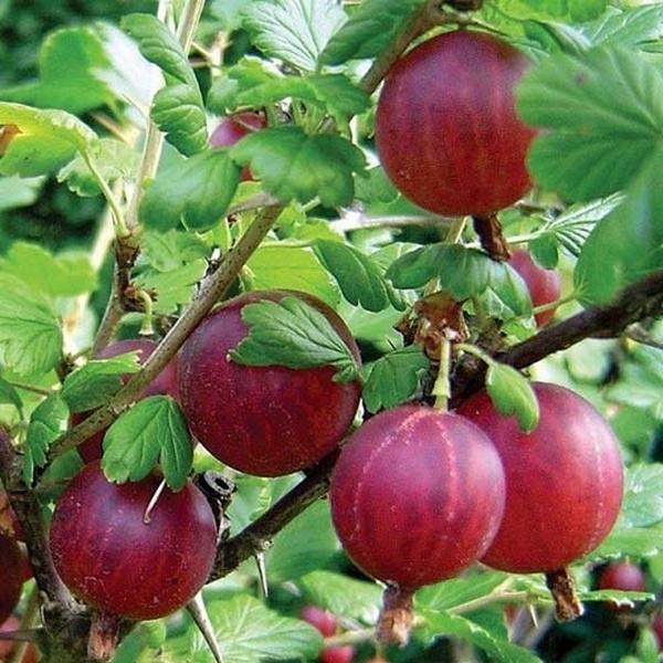 Stachelbeer-Hinnomaki
