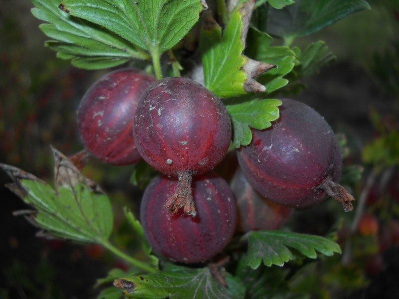 chỉ huy quả ngưu