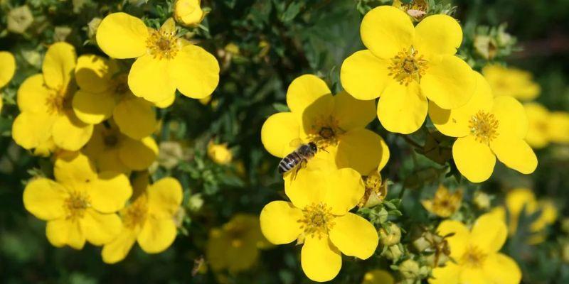 θάμνος cinquefoil