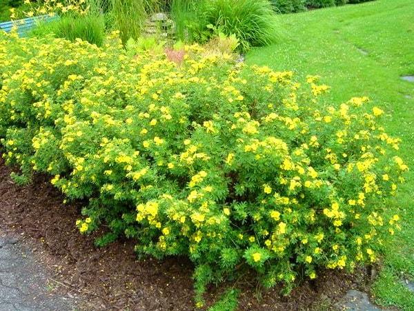 θάμνος cinquefoil