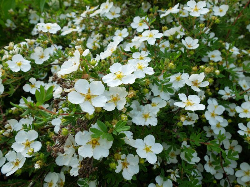 θάμνος cinquefoil