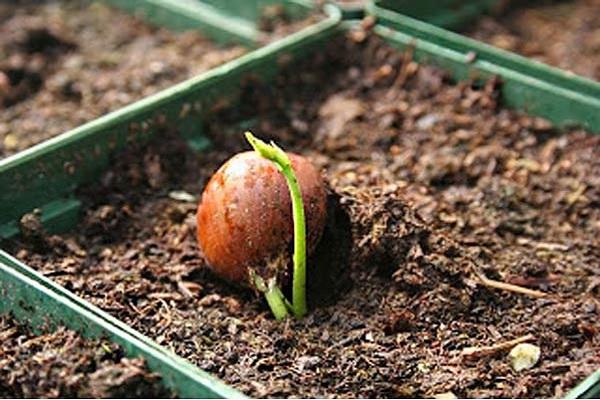 plante hassel