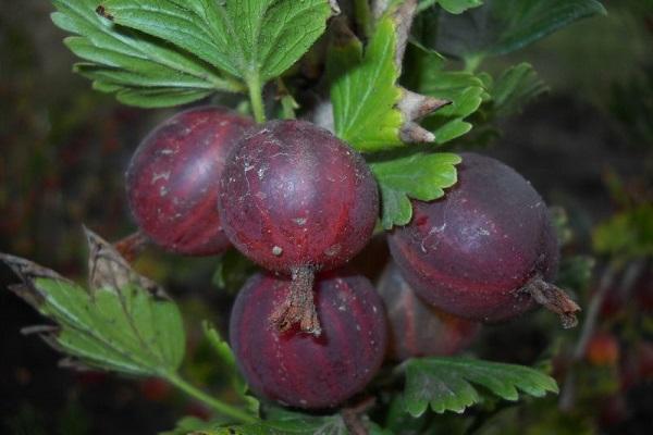 águila de la fruta