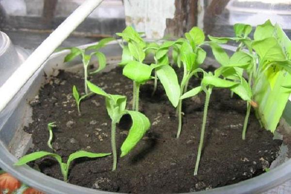 eggplant seedlings