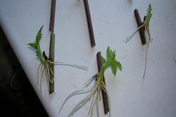 root breeding