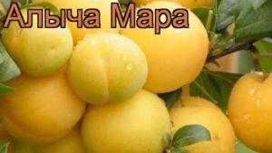 Περιγραφή της ποικιλίας κεράσι Mara, επικονιαστές, φύτευση και φροντίδα, συγκομιδή και αποθήκευση καλλιεργειών
