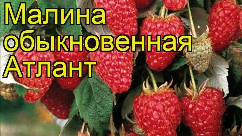 малина атлант