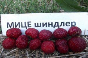 Опис и карактеристике сорте јагода Мице Сцхиндлер, садња и нега