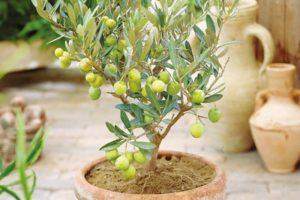 Fortpflanzung, Anbau und Pflege der Olive zu Hause