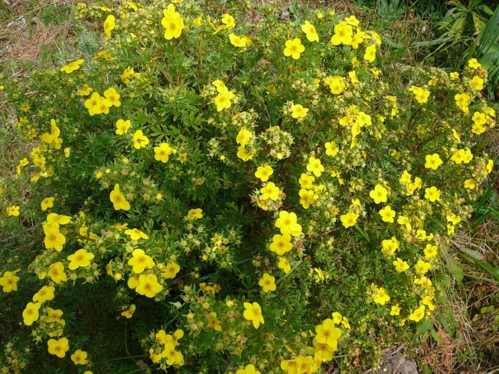 θάμνος cinquefoil