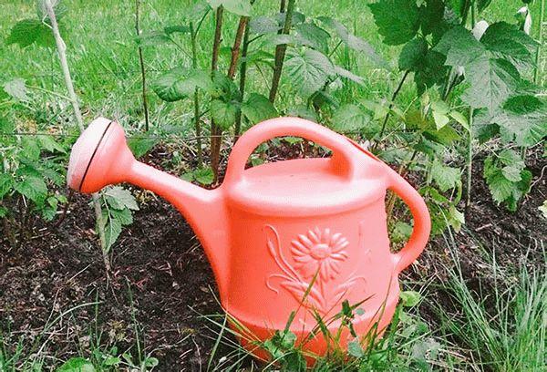 fertilizer for raspberries