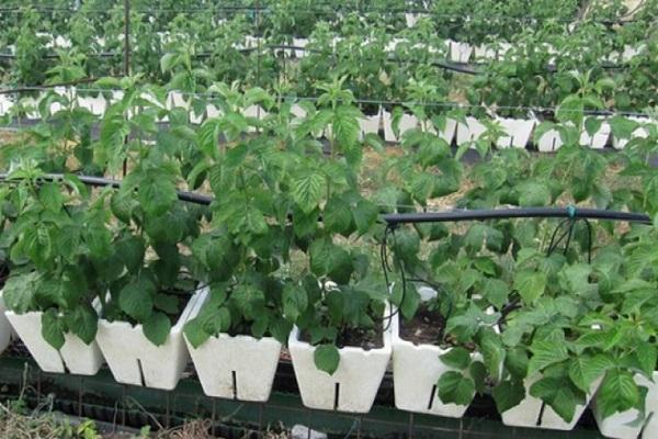 репродукција потомства