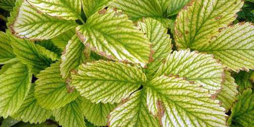 folhas de morango