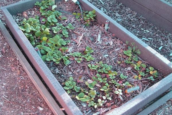 leeres Blumenbeet