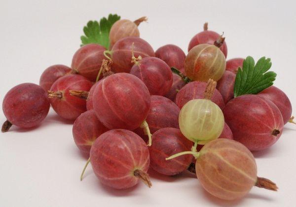 عنب الثعلب