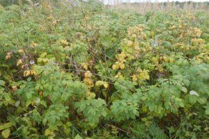 Warum Himbeeren keine Früchte tragen, Beeren nicht wachsen und was mit unfruchtbaren Blumen zu tun ist