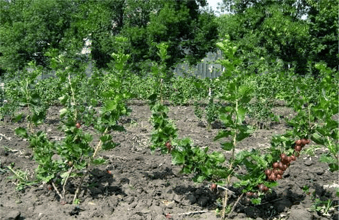Stachelbeer-Hinnomaki