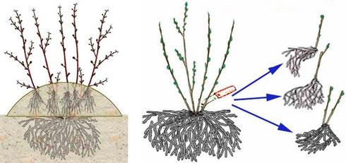plantando um arbusto