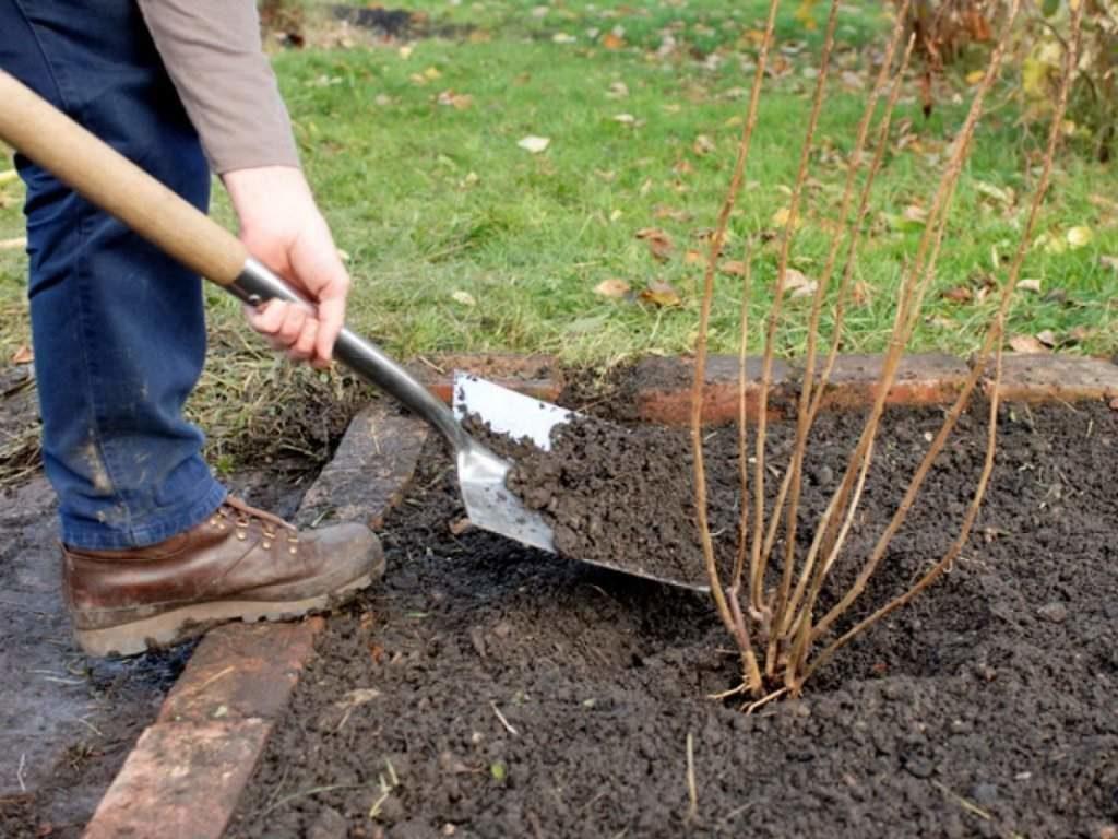 plantation de groseilles