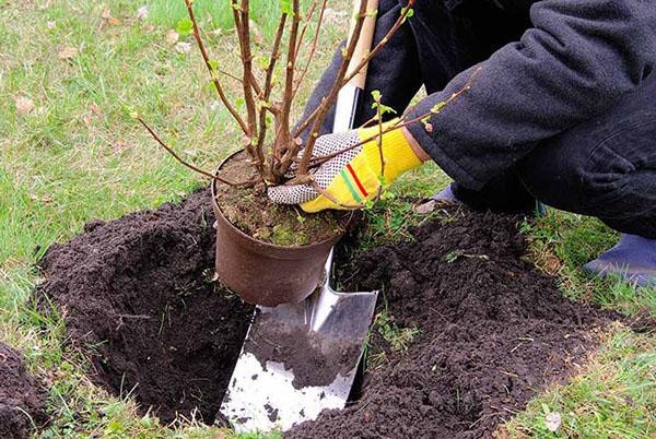 planting a bush
