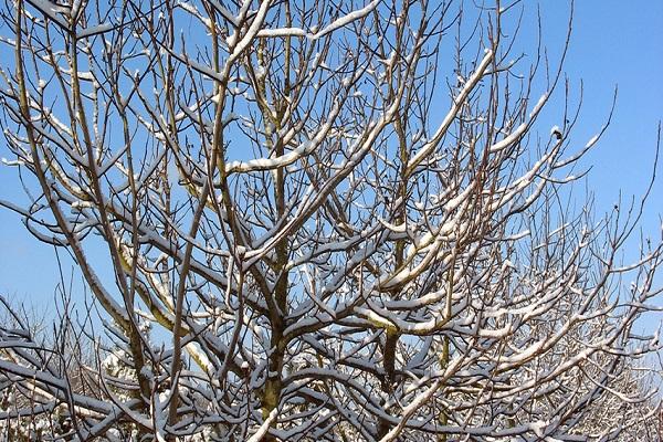 Winterformation