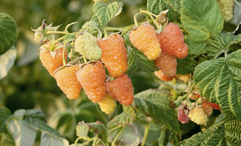 raspberry orange miracle
