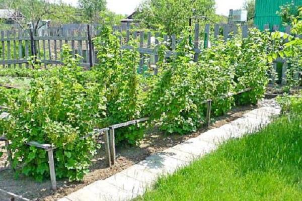 currants in the garden