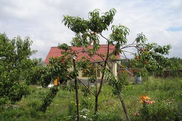 şeftali meyvesi
