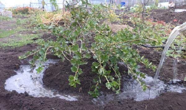 Stachelbeeren gießen