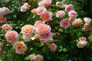 Eigenschaften und Beschreibung der Rosensorte Abraham Derby, Anbau und Pflege