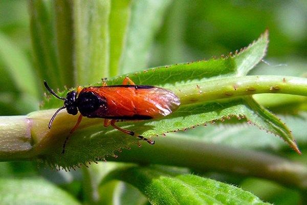 róża sawfly