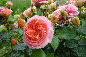 Description of the Chippendale rose variety, planting and care, disease control