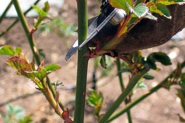 flower pruning