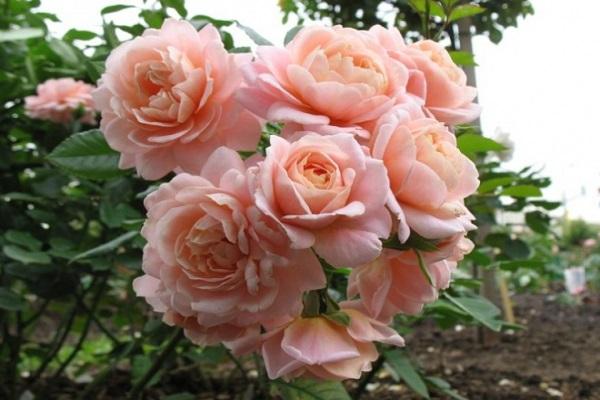 rose geisha