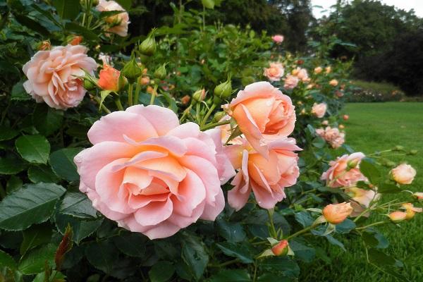 grow flowers