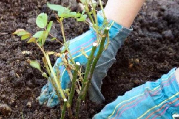 loosening the soil