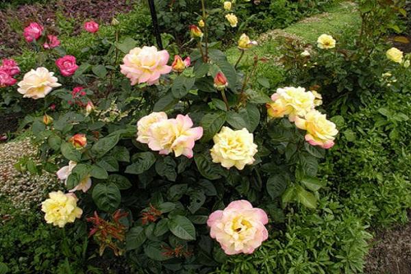 arbuste à fleurs