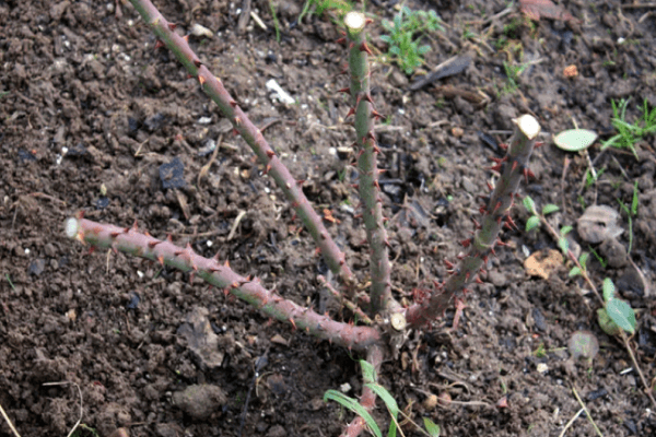 tige plantée