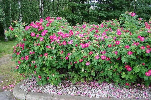 rose Rubra