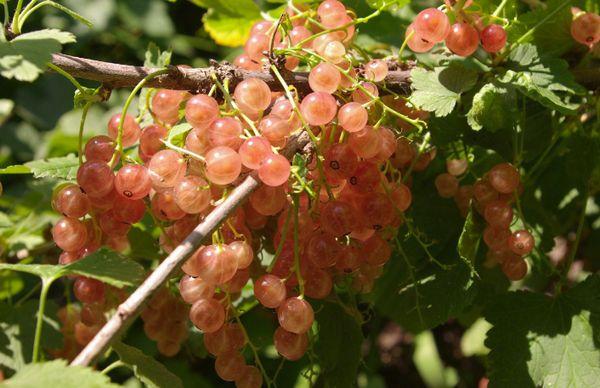 Branch with berries