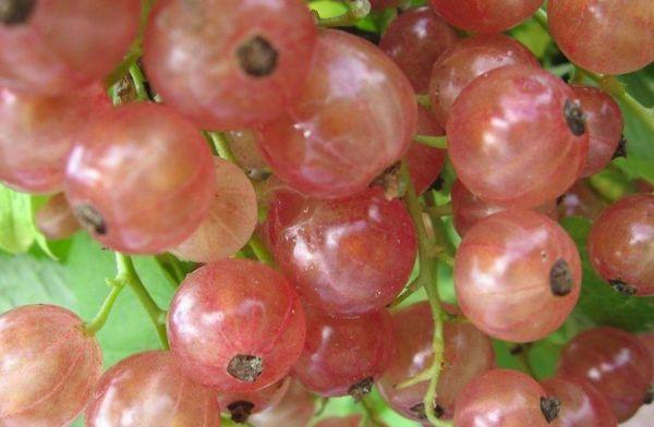 Berry currant