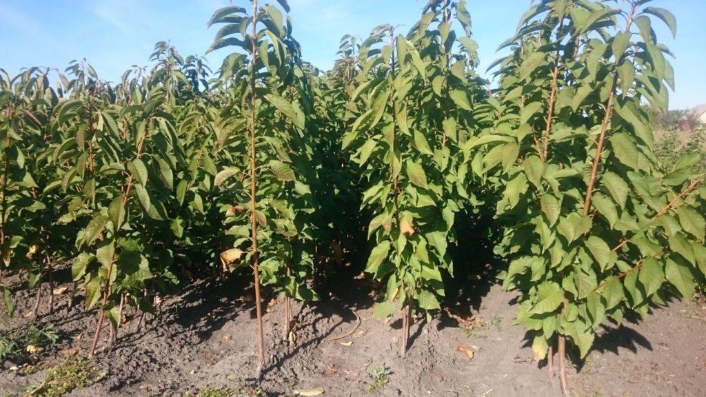 cherry seedlings