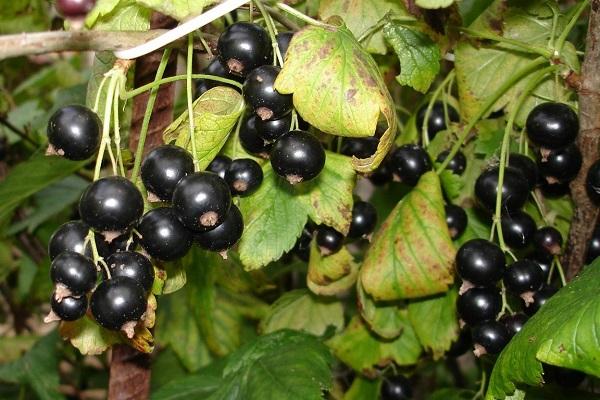 aglomerados em um arbusto