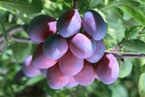 Description of the Bogatyrskaya plum variety, tree pollinators, cultivation and care
